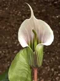 Image result for Arisaema