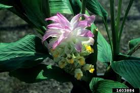 Check spelling or type a new query. Hidden Ginger Curcuma Petiolata Zingiberales Zingiberaceae 1603884