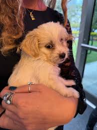 Big Dog Ranch Rescue added a new photo.