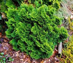 Image result for Chrysocoma obtusata