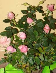 Common Name Miniature Rose Parade Rose Scientific Name Rosa Hybrids Lighting Bright Light Waterin Planting Roses Plant Care Houseplant Rose Plant Care