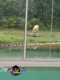 Pengaruh kualitas pelayanan terhadap kepuasan pengunjung kebun binatang medan medan zoo. 6 Aktiviti Menarik Di Bukit Gambang Safari Park