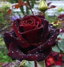 Bildergebnis für கல்லறை பூக்கள்