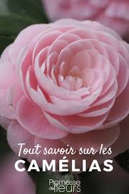 Decouvrez Tout Ce Qu Il Faut Savoir Sur Les Camelias Especes Varietes Et Suivez Nos Conseil Pour Bien Idees De Jardin Fleur Planter Des Fleurs Jardinage