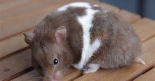 Baby Black And White Syrian Hamster Hamstery Hairball Female Hamsters Syrian Hamster Hamster Cute Hamsters