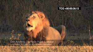 How Do Lions Communicate Why Do Lions Roar Biogeoplanet