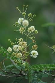 Image result for Acacia brevispica