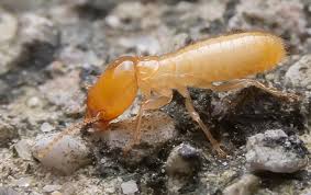 Florida pest control last updated on: Termites A Guide To Common Pest Identification Prevention
