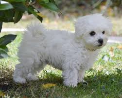 Bolognese puppies for sale in texas. Bolognese Dog Price In India Hot Selling Products
