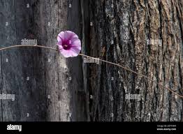 Image result for Ipomoea shirambensis