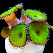 Image result for Urochloa platynota