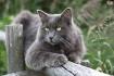 Nebelung Cat Breed - Complete Description, Pictures, Videos