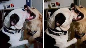 Dog Licks Inside Other Dog S Mouth Youtube