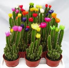 Fairy castle cactus are commonly sold indoor cacti and popularity among beginners. Fairy Castle Cactus Tips
