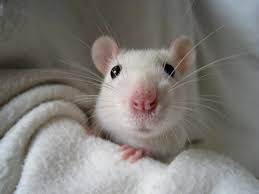 Es ist ein antikoagulans, das die blutgerinnung stört und zu einer starken inneren blutung führt. Ratten Als Haustiere Haltung Zuchter Und Mehr Markt De