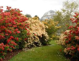 Edinburgh Royal Botanic Garden Gorgeous Gardens Botanic Gardens Edinburgh Kew Gardens