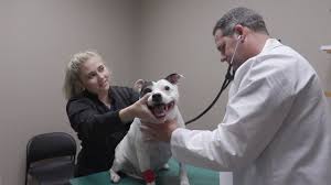 1806 nw military hwy, san antonio, tx 78213. Veterinarians In San Antonio Affordable Pet Care Basse