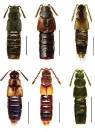 Dalotia coriaria (kraatz, 1856) es una especie disponible comercialmente, vendida por varias compañías de manejo integrado de plagas en los. 43 Atheta Novaescotiae 44 A Prudhoensis 45 A Savardae 46 Dalotia Download Scientific Diagram