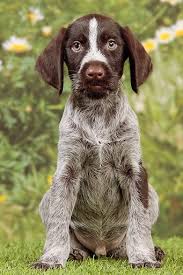 German Wirehaired Pointer Info Temperament Puppies Pictures German Wirehaired Pointer German Wirehaired Pointer Puppy German Shorthaired Pointer