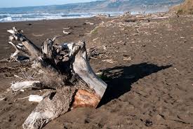 Driftwood at the beach - Photos - Kristen Ankiewicz