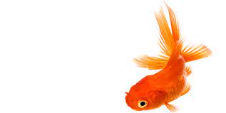 657x329 Image Goldfish New 1447166688311 Tcm1539 259108 Png 657 329 Pixels