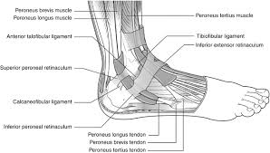 This is called an avulsion fracture. Peroneal Tendon Disorders Springerlink