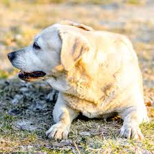 How To Help A Dog Lose Weight Mud Bay