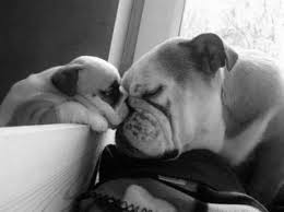 We did not find results for: 11 Pics Of Dogs With Their Cute Little Puppies Reckon Talk