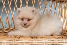 Check spelling or type a new query. Cute Puppy Of Miniature Pomeranian Spitz Zwergspitz Or Dwarf Spitz White Cream Color On A Chair Small Dog Is Two Month Old Stock Photo Picture And Royalty Free Image Image 133668307