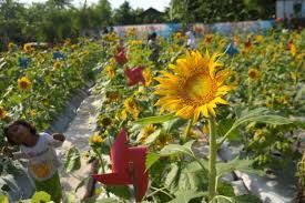 Padang bunga matahari , saraburi. Taman Bunga Matahari Tujuan Baru Wisata Selfie Di Bekasi Pikiran Rakyat Com