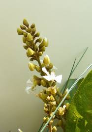 Image result for Magnistipula sapinii