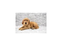 You'll find below all the articles written in the puppy category of this site. Golden Retriever Puppies Petland Jacksonville Florida