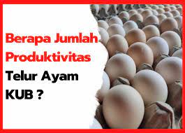 Yang jelas sih banyak hehe. Berapakah Jumlah Produktivitas Telur Ayam Kub