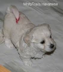 I have devoted myself to his potty training since i purchased him and have noted the times of day that he potties. Havanese Dog Breed Pictures 14
