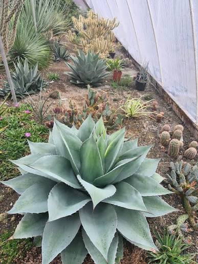 Agave americana winter preparation in Burlington, ON