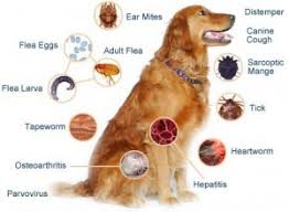 How often should dogs get dewormed? When To Deworm And Vaccinate Your Pet Shinga