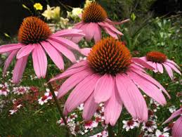 I've had many requests from viewers who want to grow this beautiful perennial plant in their own gardens. Purple Coneflower Echinacea Purpurea The Seed Company By E W Gaze