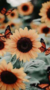 736x1303 wallpaper tumblr vsco paigethorpe images. Cute Background Hd Garden With Vsco Flower Wallpaper