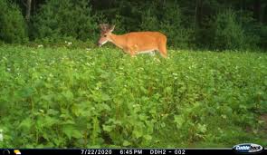 I own less than 20 acres. Buckwheat A Good Summer Food Source For Deer Deer And Deer Hunting