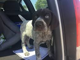 The german shorthaired pointer (gsp) is a medium to large sized breed of dog developed in the 19th century in germany for hunting. Gsp Puppies For Sale Florida Lasdoscarasdelarealidad
