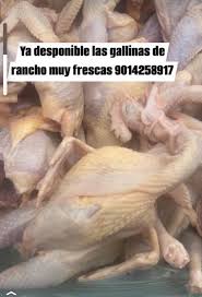 Desponible las gallinas de rancho son frescas 9014258917