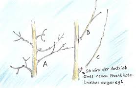 Der richtige zeitpunkt für das schneiden eines apfelbaums ist im winter, notfalls kann auch im sommer und herbst geschnitten werden. Apfelbaum Schneiden Einfache Tipps Fur Anfanger