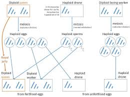 Haploid Life Cycles Meiosis Mitosis