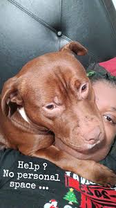 Lost dog Killer in Centerville, TX