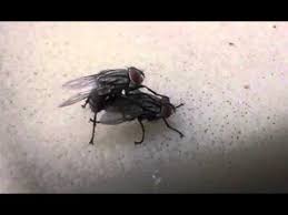 fly porn!... yeah - YouTube