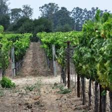 Coho 2013 Napa Valley Cabernet Sauvignon | Wine Spies