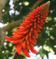 Image result for Erythrina livingstoniana