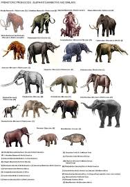 B4a94c65d830dfe4f8290a00e6897a41 Extinct Animals Prehistoric Animals Jpg 716 1024 Prehistoric Animals Ancient Animals Extinct Animals