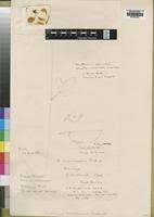 Image result for Crotalaria mildbraedii