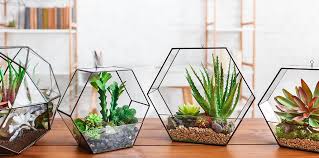 Seal the terrarium and place it in a spot that receives indirect sunlight or mild artificial light for six hours a day. The Best Terrarium Plants For Diy Container Arrangements